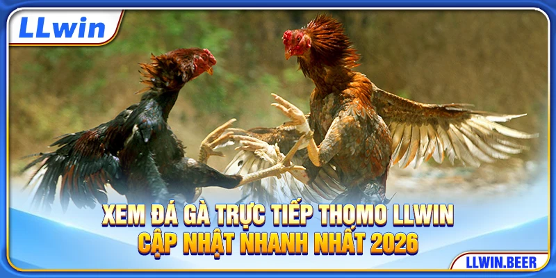 Xem Đá Gà Trực Tiếp Thomo LLWIN - Cập Nhật Nhanh Nhất 2026